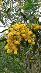 Acacia pycnantha