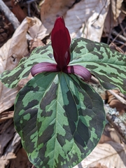 Trillium maculatum