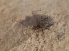 Aufeius impressicollis