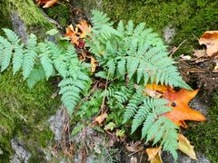 Dryopteris carthusiana