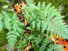 Dryopteris carthusiana