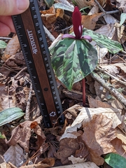 Trillium maculatum