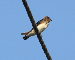 Petrochelidon fluvicola