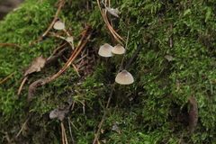 Mycena viridimarginata