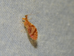 Mucroberotha vesicaria