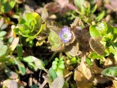 Veronica hederifolia-sublobata-triloba
