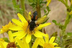 Eriothrix rufomaculata