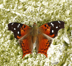 Hypanartia kefersteini