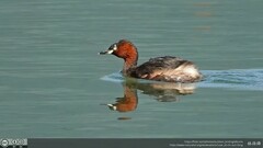 Tachybaptus ruficollis poggei