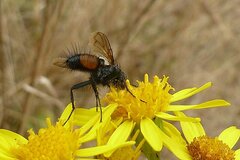 Eriothrix rufomaculata