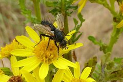 Eriothrix rufomaculata