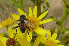 Eriothrix rufomaculata