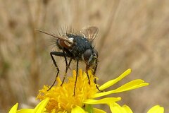 Eriothrix rufomaculata