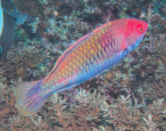 Cirrhilabrus chaliasi