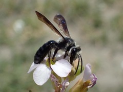 Andrena agilissima