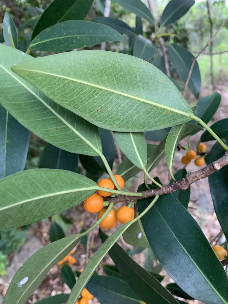 Ficus obliqua