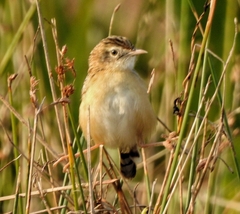Cisticola juncidis