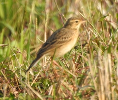Anthus rufulus