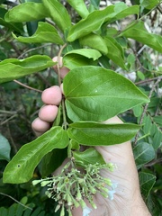 Premna serratifolia