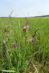 Pedicularis apodochila