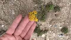 Oncosiphon suffruticosus