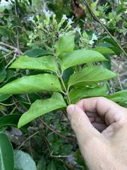 Premna serratifolia
