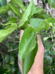 Premna serratifolia