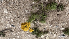 Oncosiphon suffruticosus