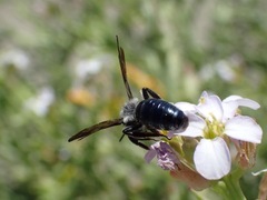 Andrena agilissima