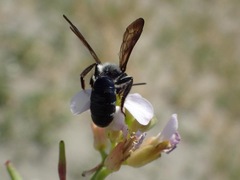 Andrena agilissima