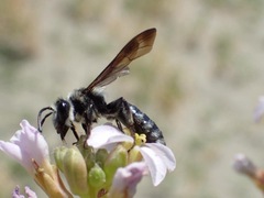 Andrena agilissima