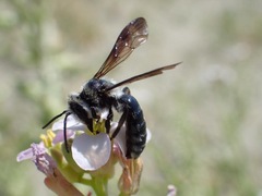 Andrena agilissima