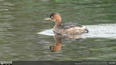 Tachybaptus ruficollis poggei