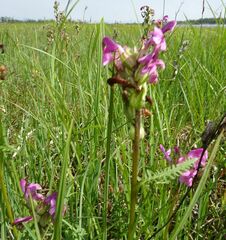 Pedicularis apodochila