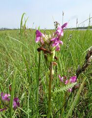 Pedicularis apodochila