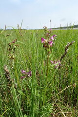 Pedicularis apodochila