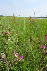 Pedicularis apodochila