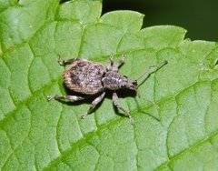 Peritelini