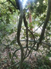 Lardizabala biternata