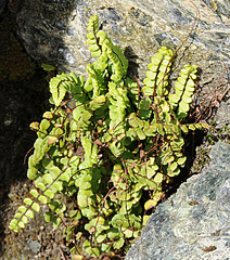 Asplenium trichomanes trichomanes