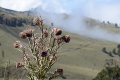 Cirsium nivale