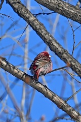 Carpodacus roseus