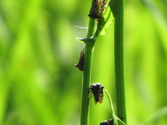 Centrotus