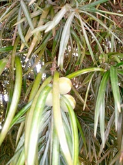 Podocarpus henkelii