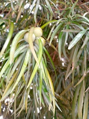 Podocarpus henkelii