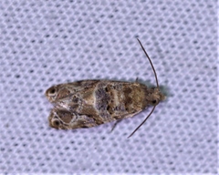 Lobesia physophora