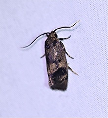 Pycnocera hypoxantha