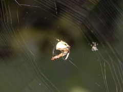 Araneus apricus