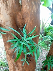 Podocarpus henkelii