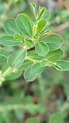 Phyllanthus